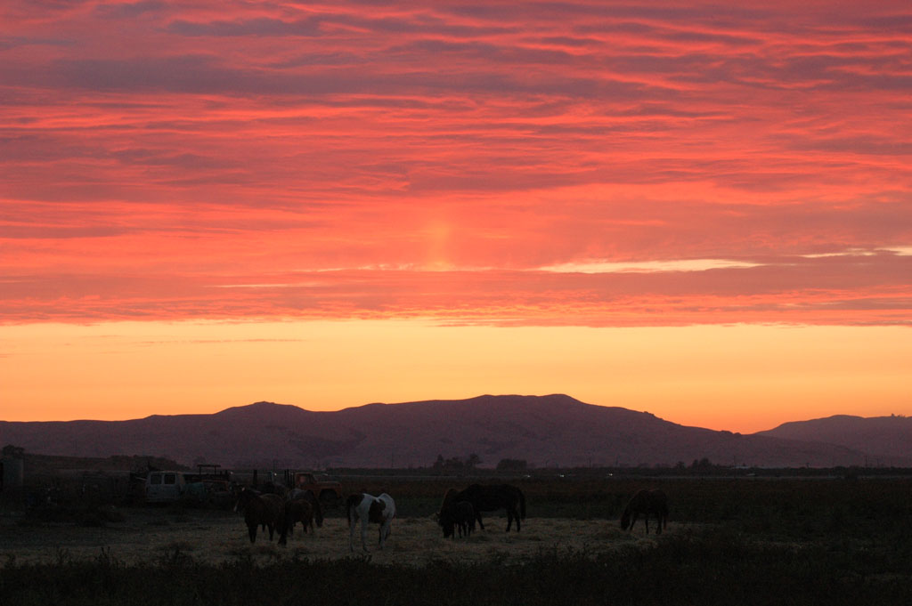 horses_sunset.jpg