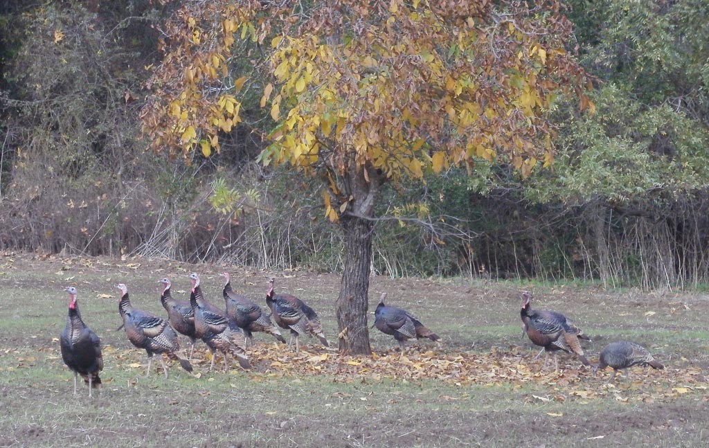 turkeys1.jpg